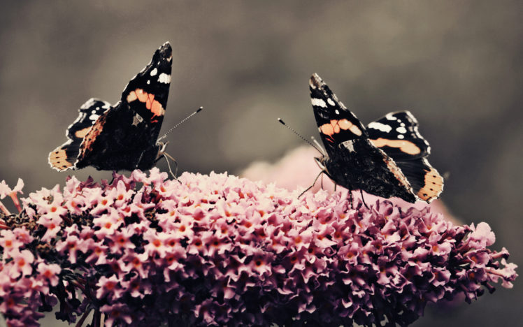 two, Butterflies, At, Work HD Wallpaper Desktop Background