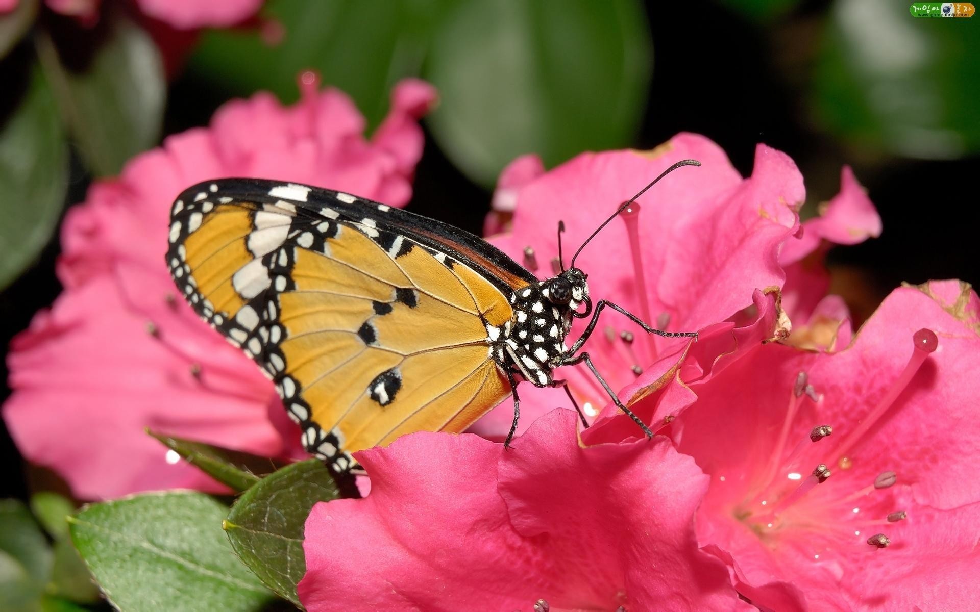 insects, Butterflies Wallpaper