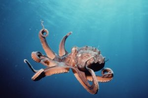 octopus, Underwater