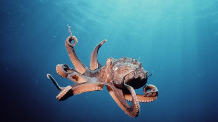 octopus, Underwater HD Wallpaper Desktop Background