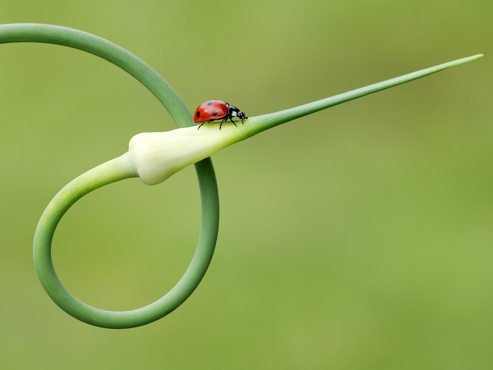 insects, Plants, Ladybirds Wallpaper