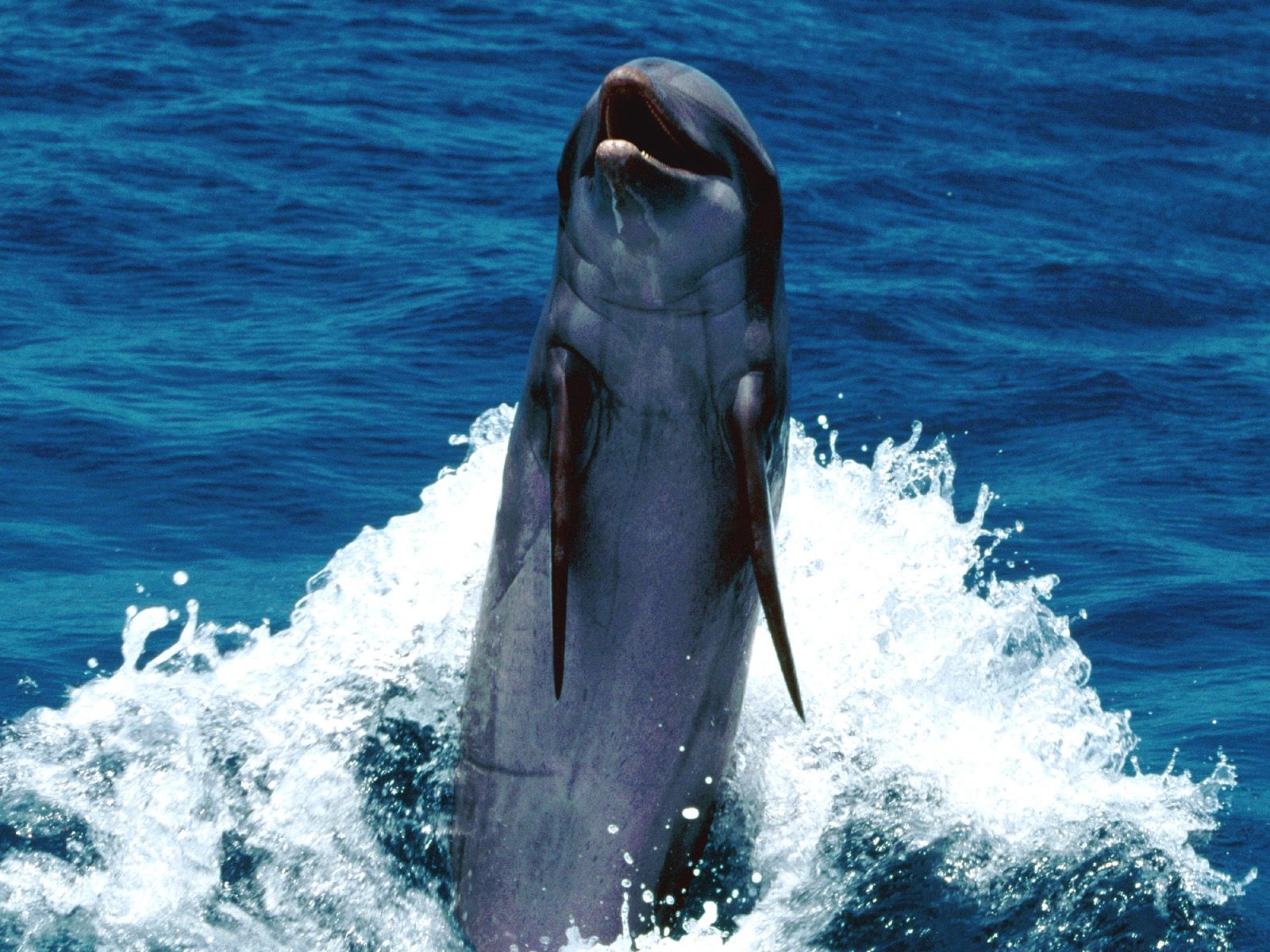 animals, Dolphins Wallpaper