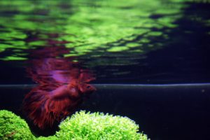 fish, Aquarium, Cockerel, Reflection, Plants, Underwater
