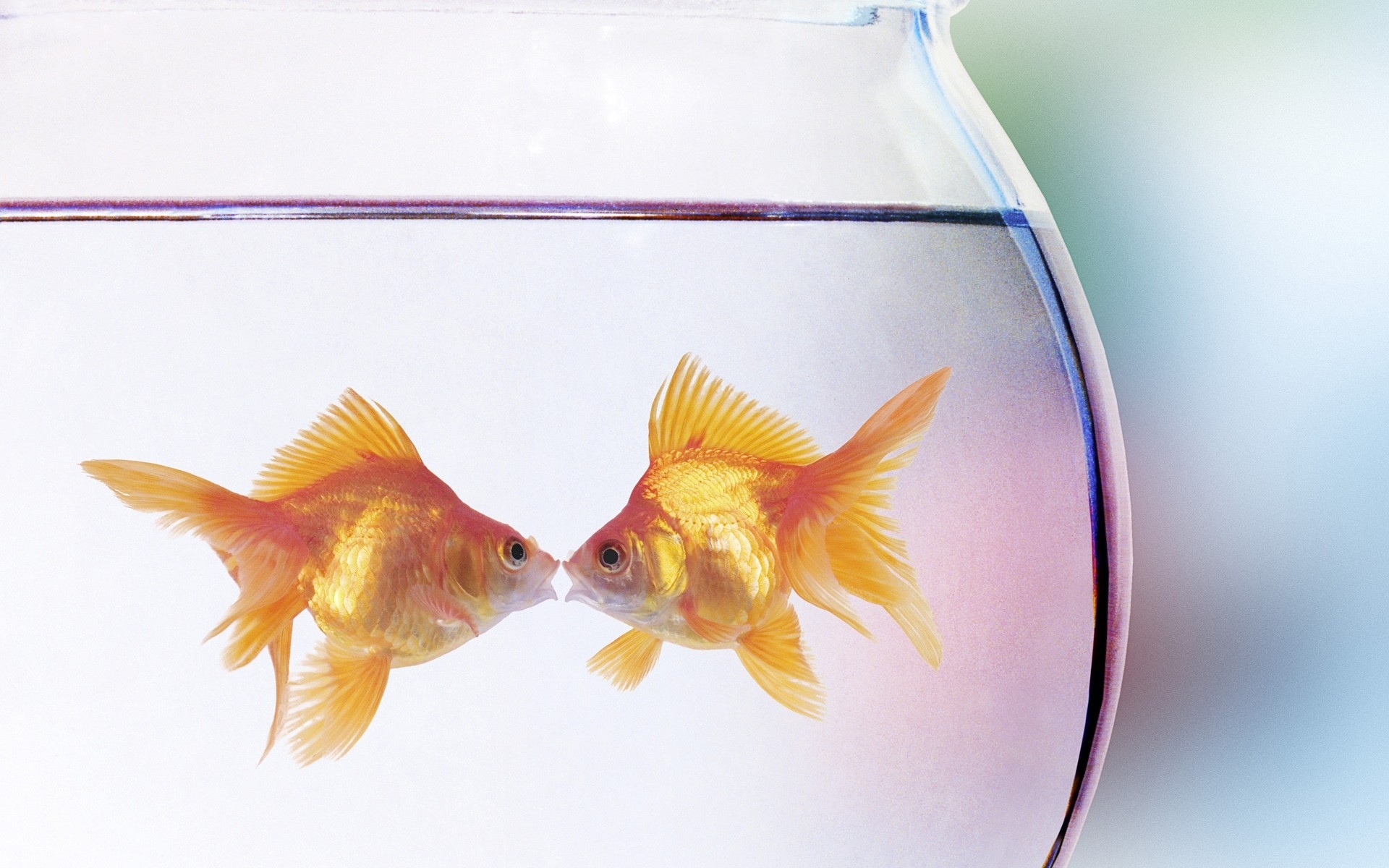 goldfish, Fisshes, Aquarium, Bowl, Glass, Bokeh Wallpaper