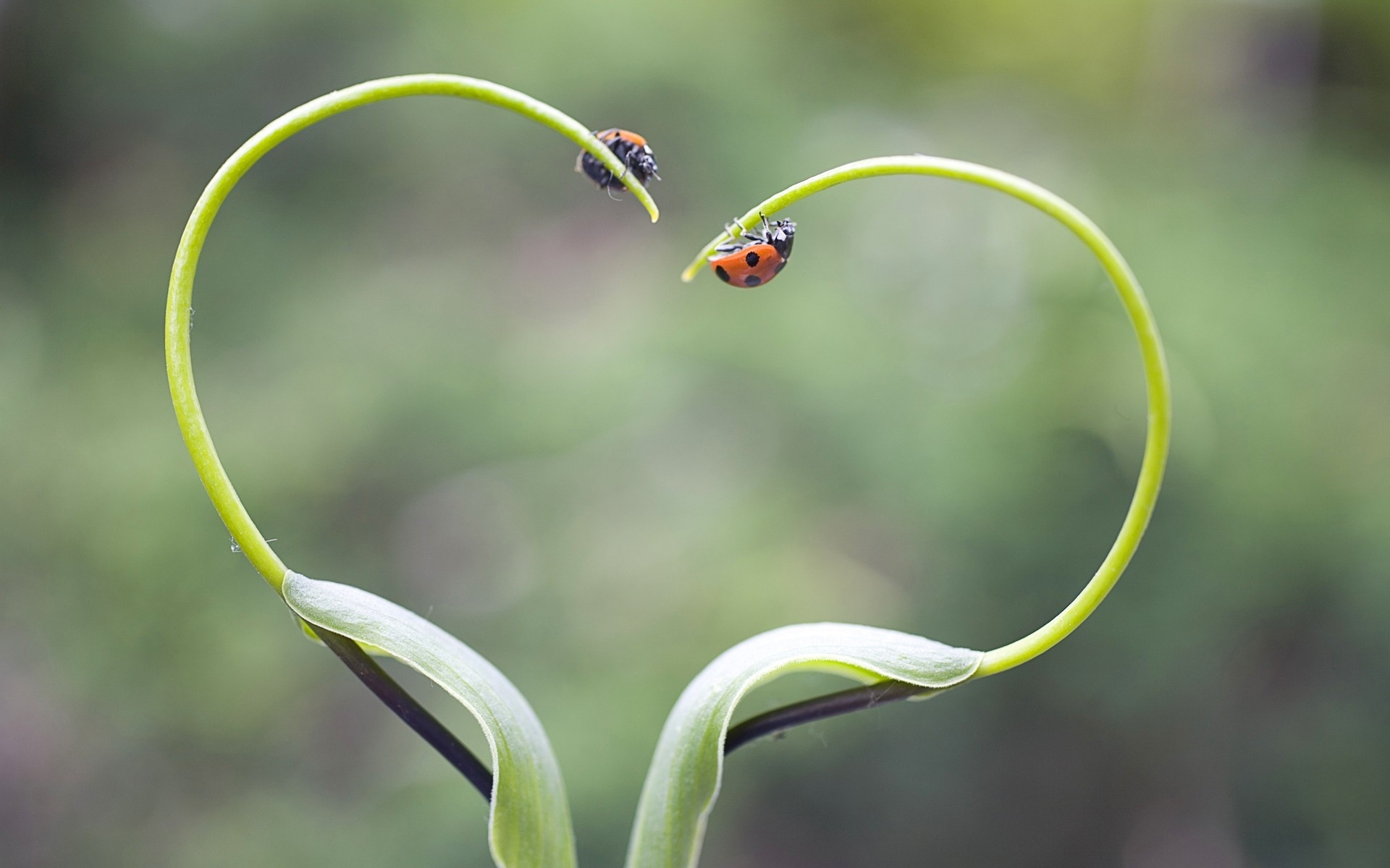ladybird, Lady, Bugs, Plants, Heart Wallpaper
