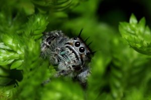 macro, Spider, Green, Insects, Eyes, Face