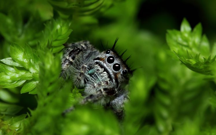 macro, Spider, Green, Insects, Eyes, Face HD Wallpaper Desktop Background