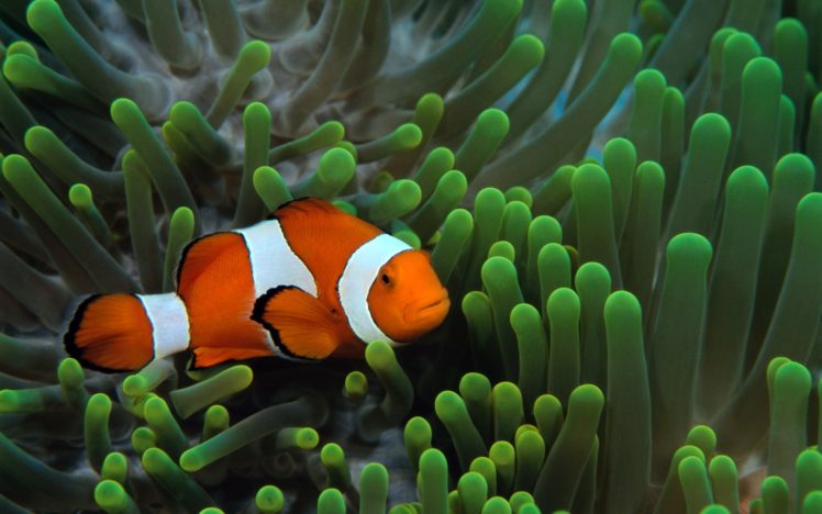 fish, Clownfish, Underwater HD Wallpaper Desktop Background