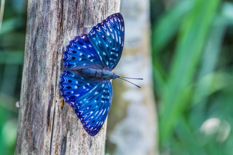 butterfly, Tree, Blue, Nature, Animals, Close up HD Wallpaper Desktop Background