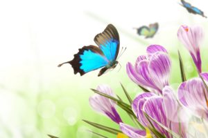 spring, Flowers, Crocus, Butterflies