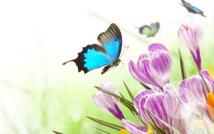spring, Flowers, Crocus, Butterflies HD Wallpaper Desktop Background