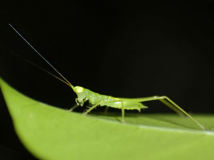 grasshopper, Insect HD Wallpaper Desktop Background