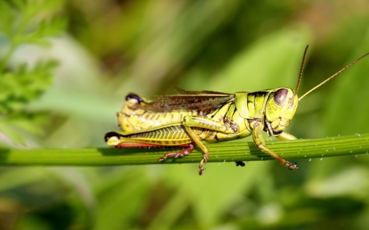 grasshopper, Insect HD Wallpaper Desktop Background