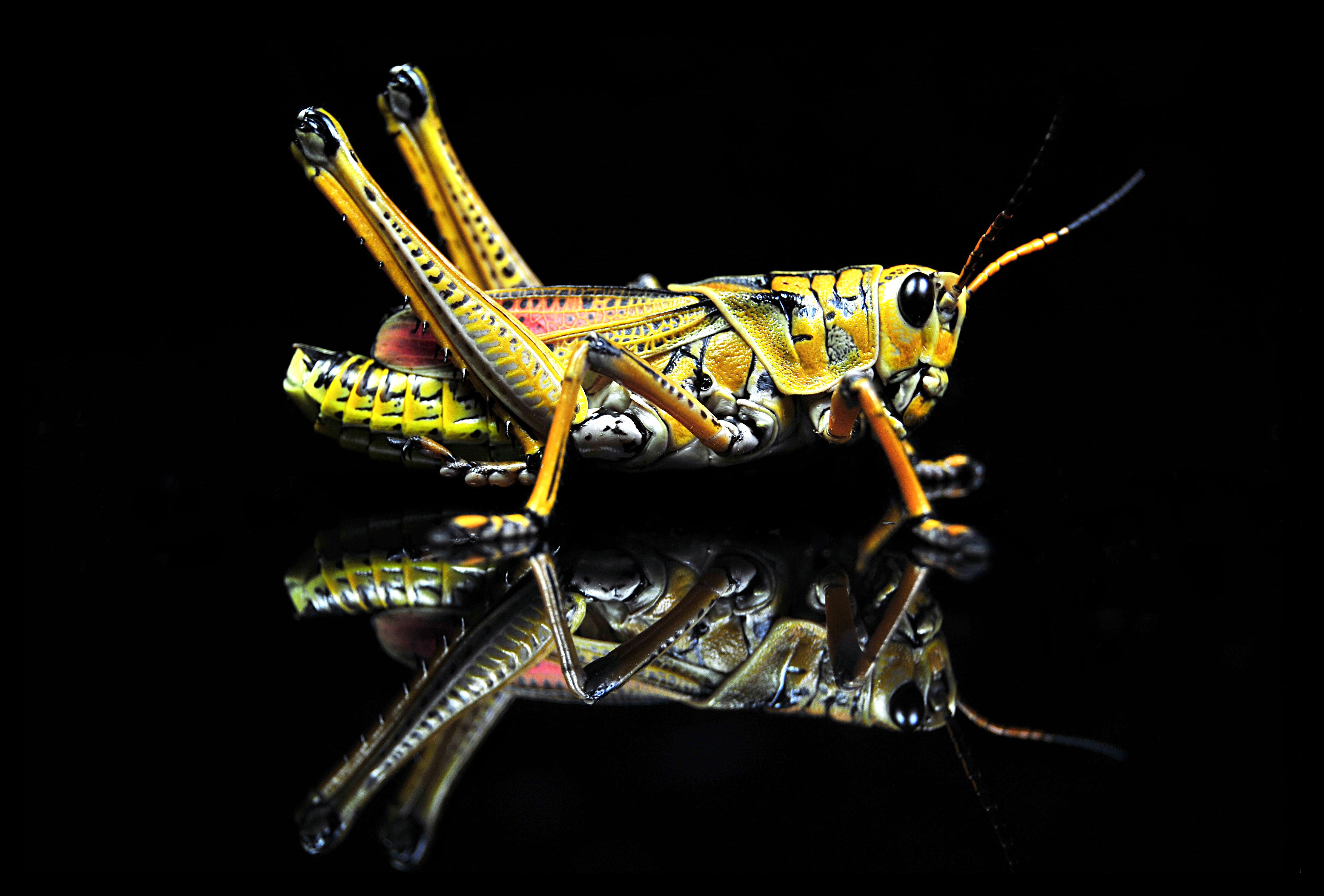 grasshopper, Insect Wallpaper