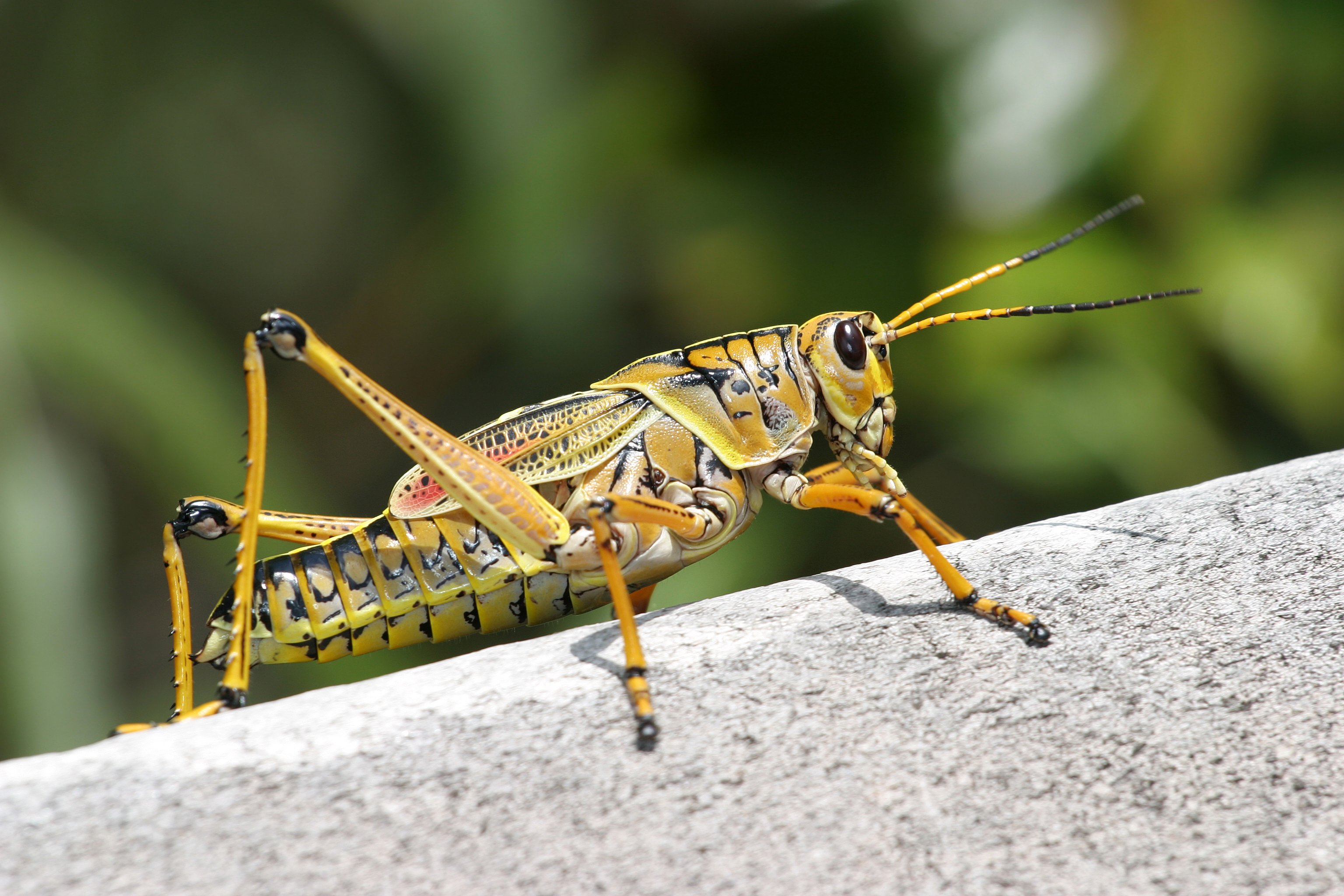 grasshopper, Insect Wallpaper