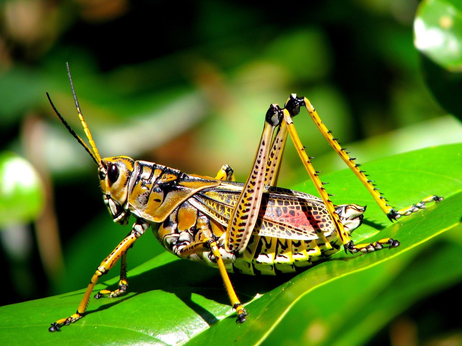 grasshopper, Insect Wallpaper