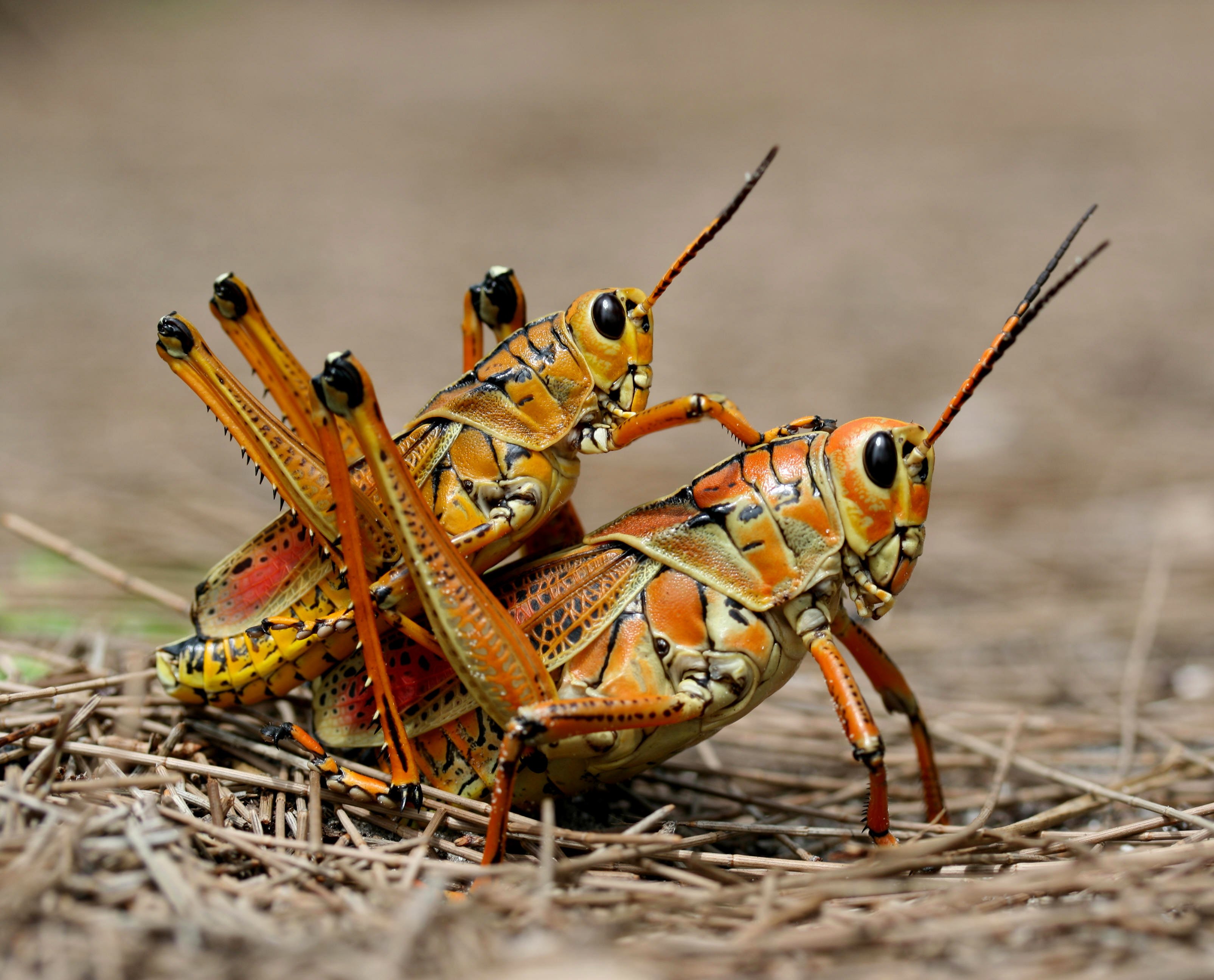 grasshopper, Insect Wallpaper