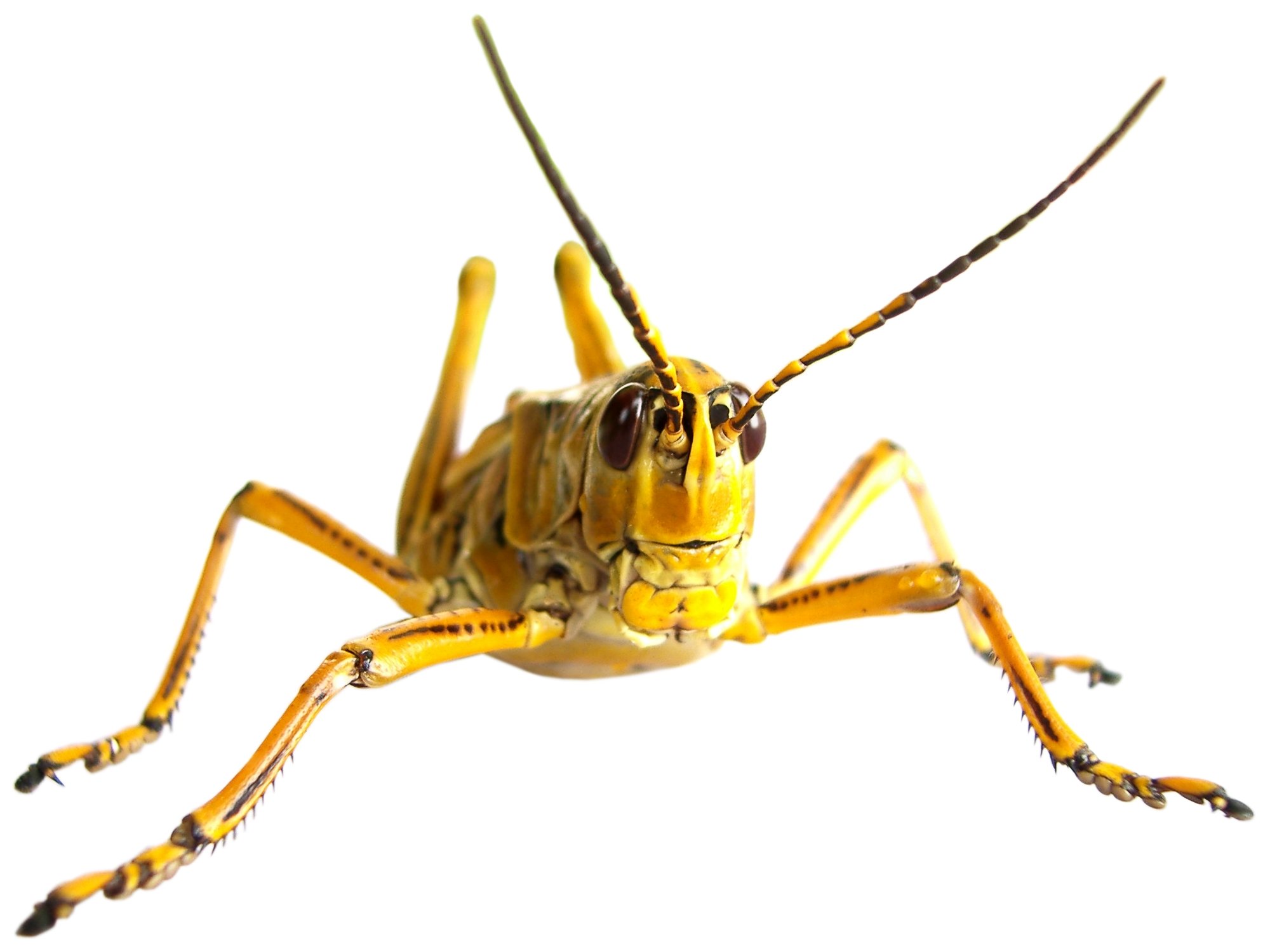 grasshopper, Insect Wallpaper