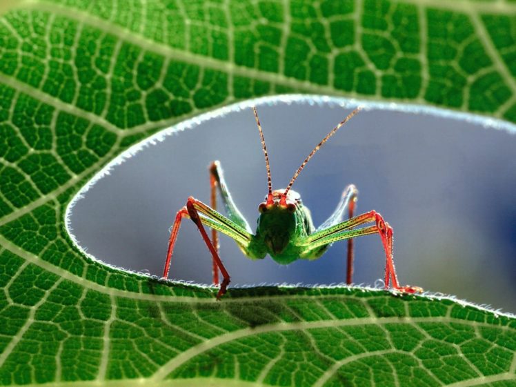 grasshopper, Insect HD Wallpaper Desktop Background