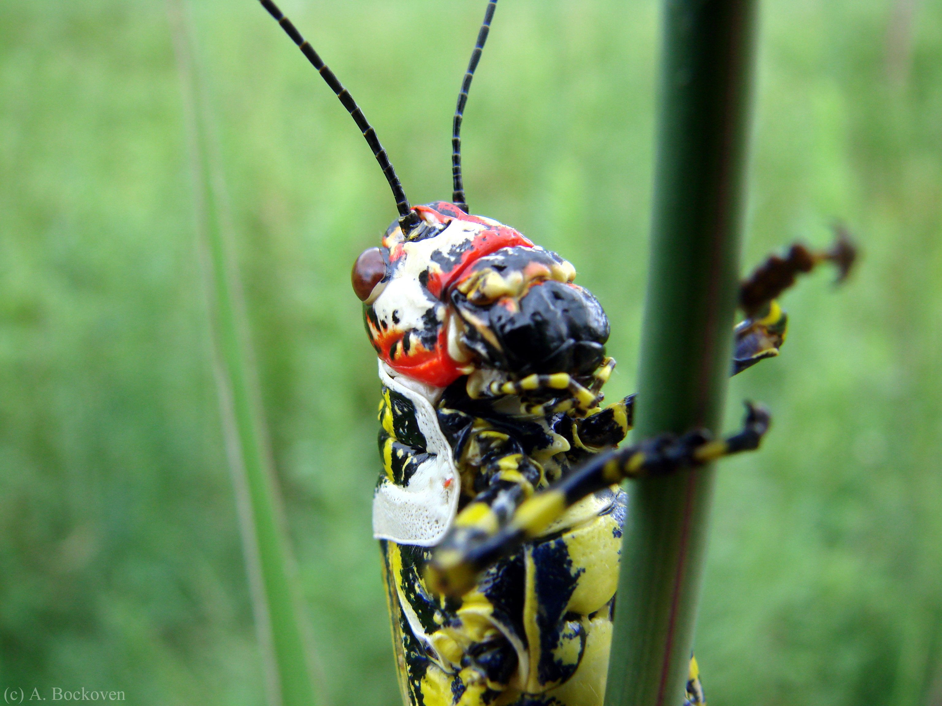 grasshopper, Insect Wallpaper