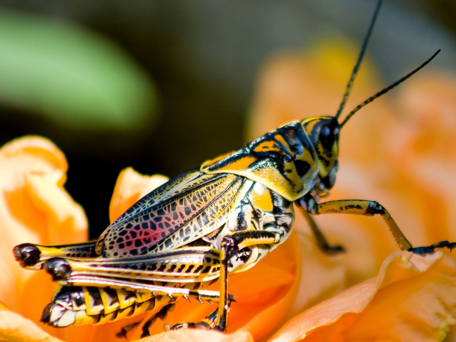 grasshopper, Insect Wallpaper