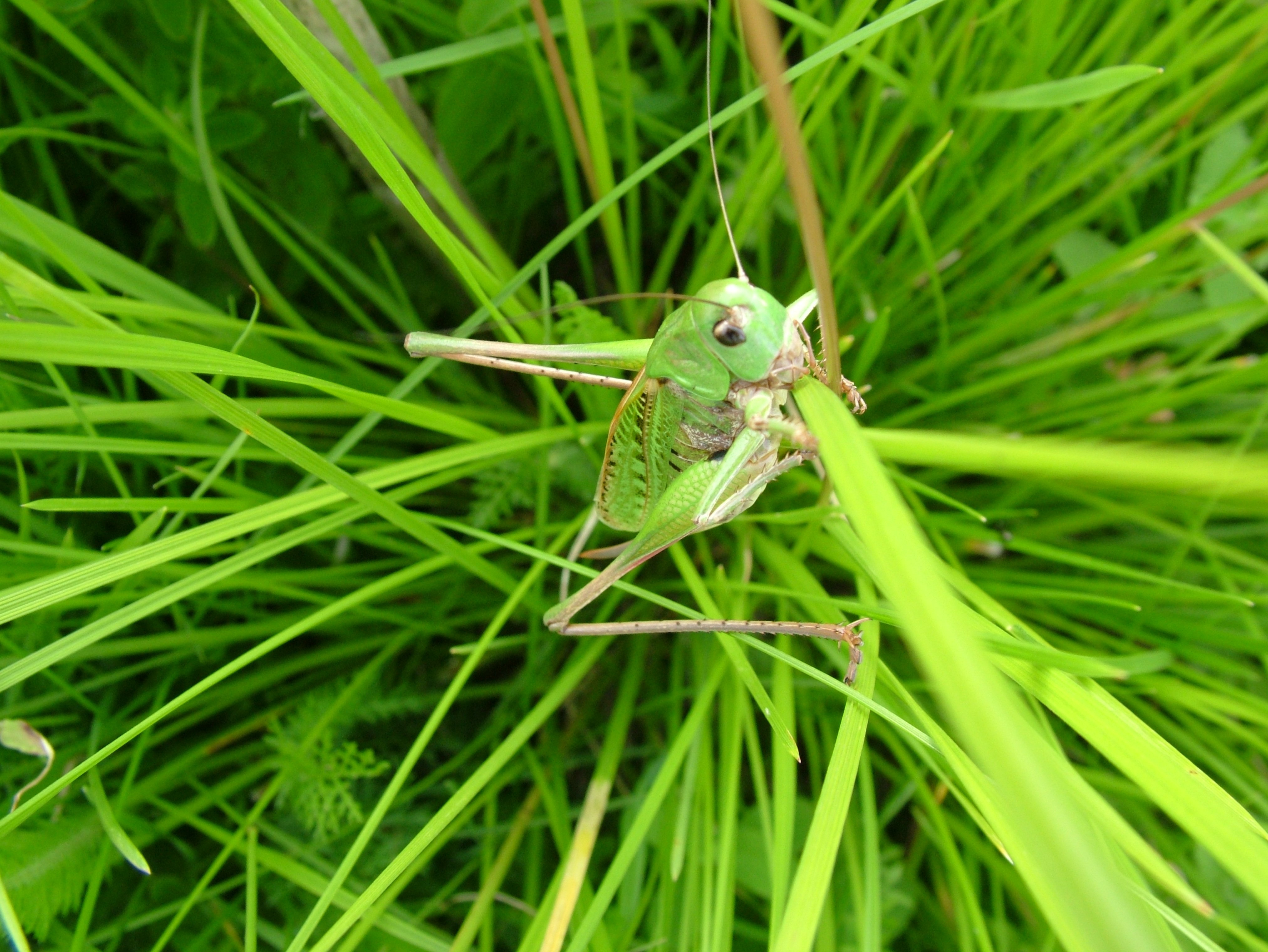 grasshopper, Insect Wallpaper