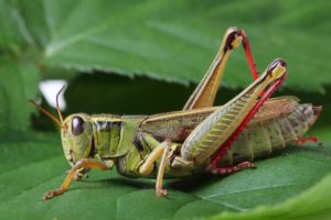 grasshopper, Insect