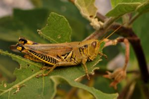 grasshopper, Insect