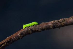 caterpillar, On, A, Trunk