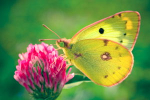 colias, Hyale, Butterfly