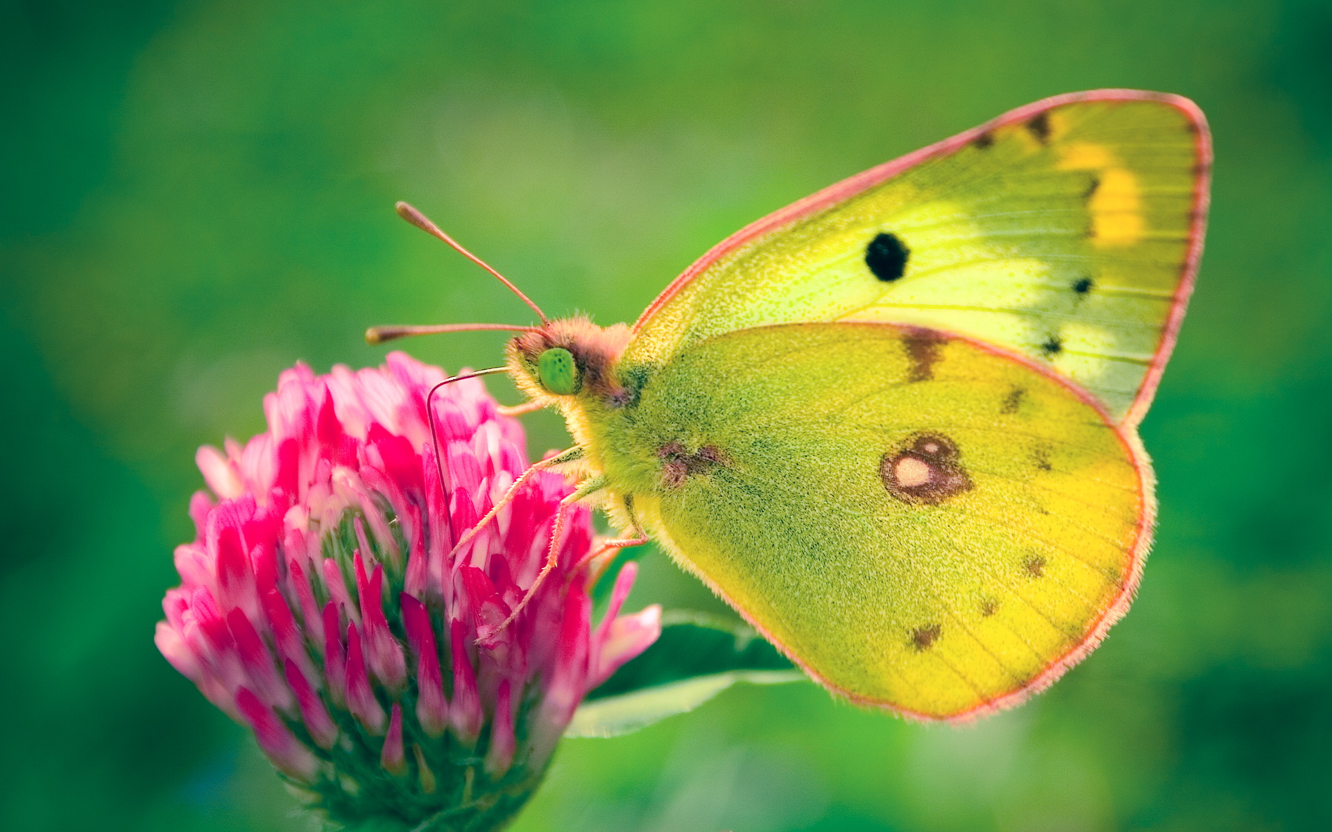 colias, Hyale, Butterfly Wallpaper