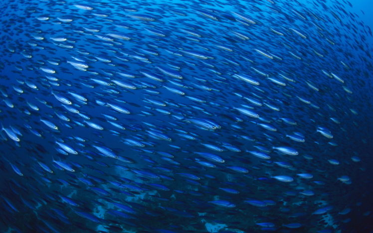 fish, Underwater HD Wallpaper Desktop Background