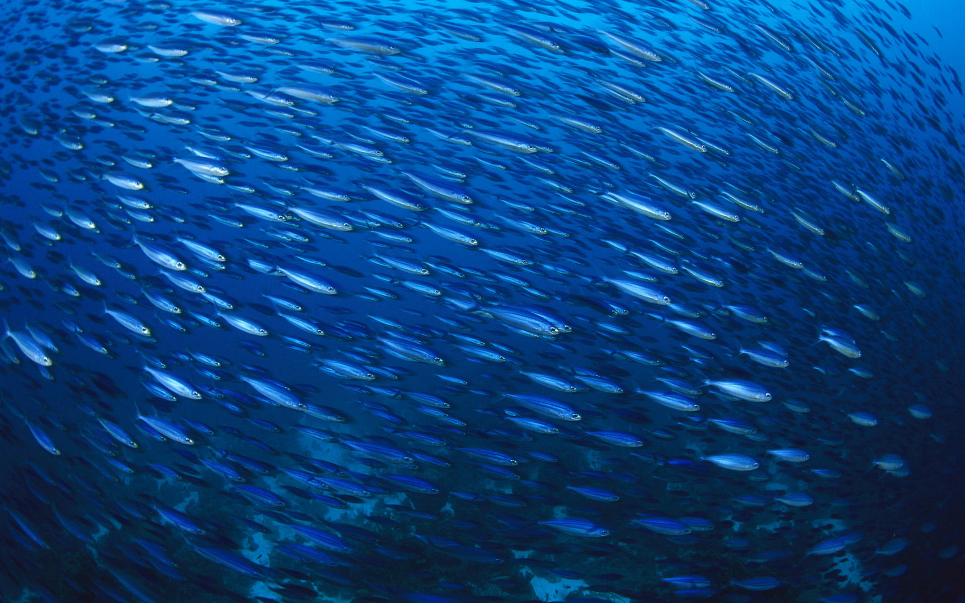 fish, Underwater Wallpaper