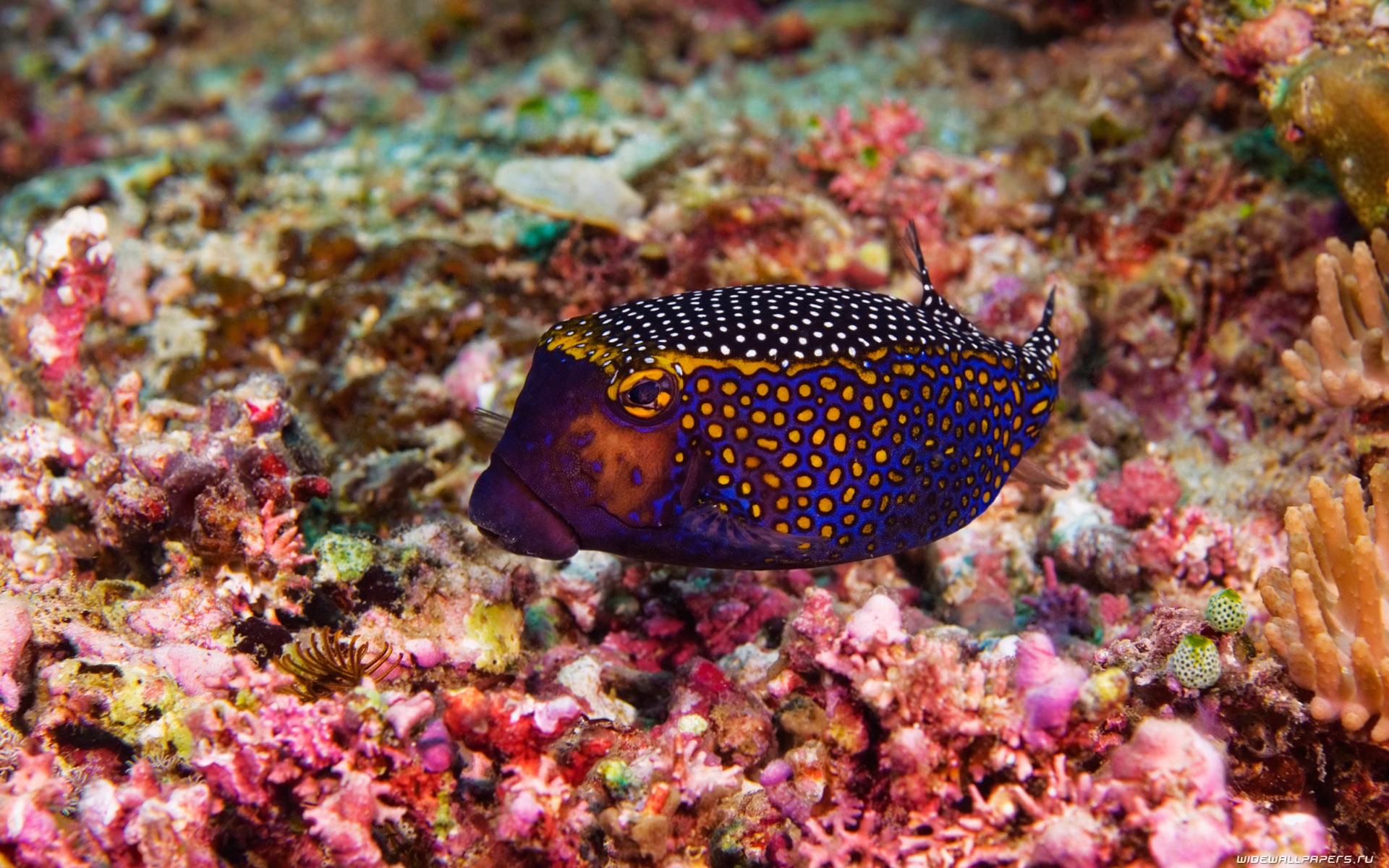 water, Fish, Underwater, Sea Wallpaper