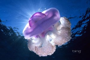nature, Jellyfish, Watermark