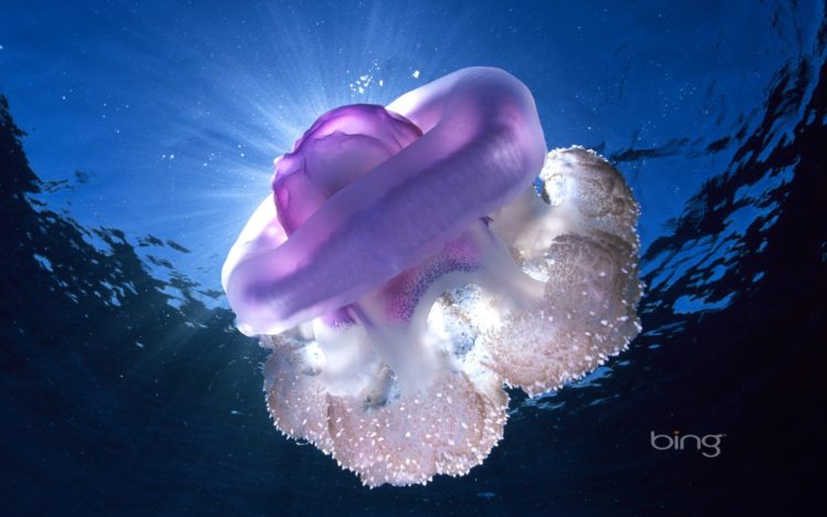 nature, Jellyfish, Watermark HD Wallpaper Desktop Background