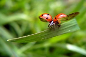 nature, Insects, Flight, Ladybirds