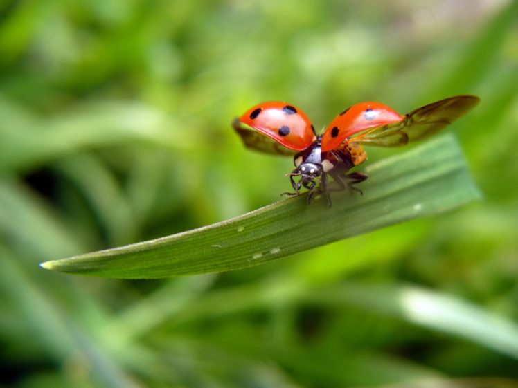 nature, Insects, Flight, Ladybirds HD Wallpaper Desktop Background