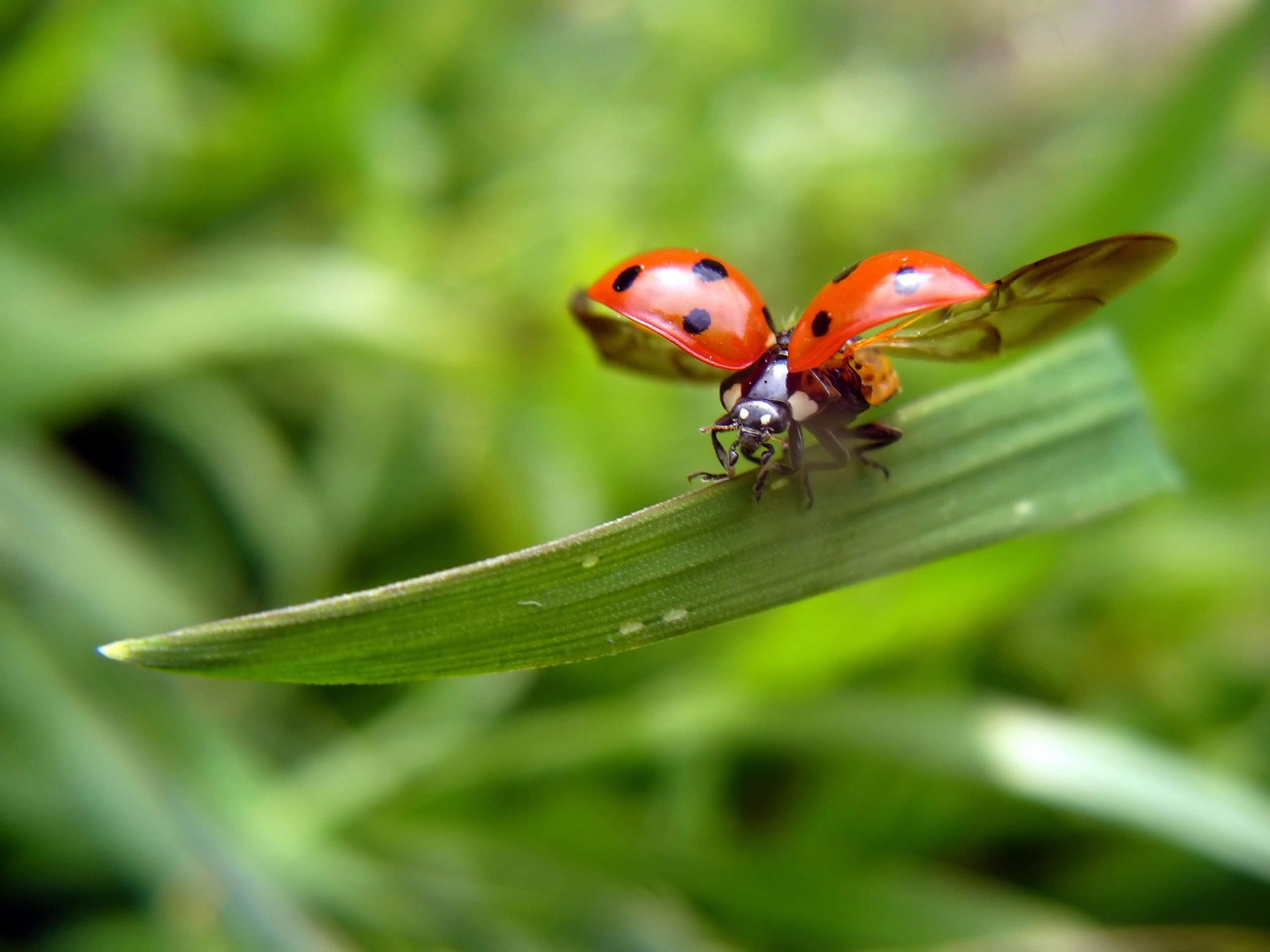nature, Insects, Flight, Ladybirds Wallpaper
