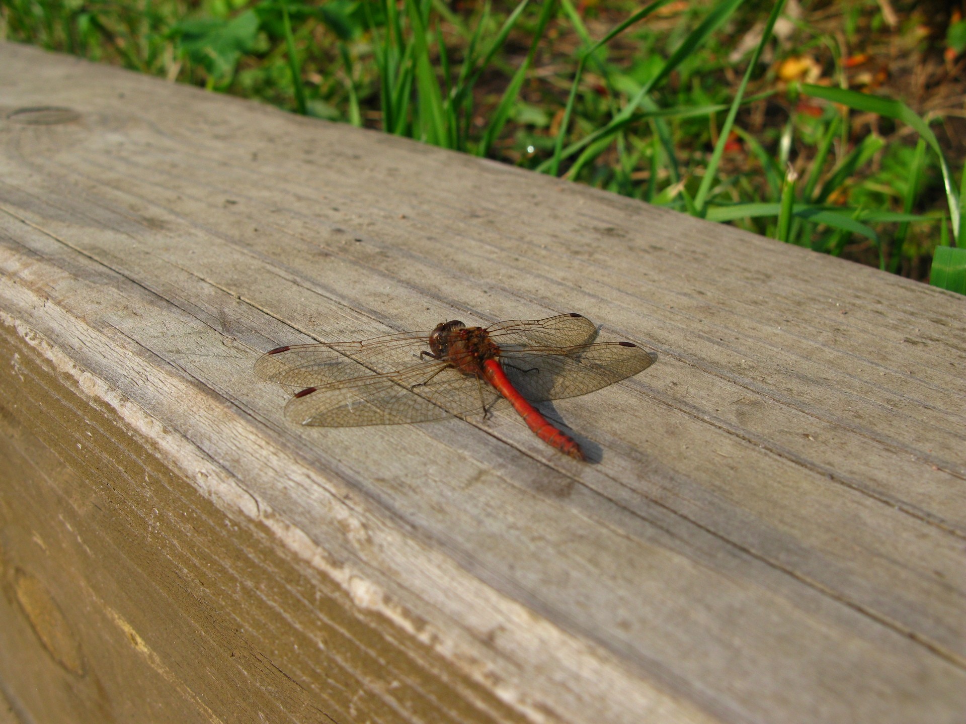 nature, Creatures, Dragonflies Wallpaper