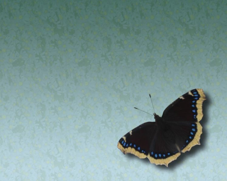nature, Insects, Butterflies HD Wallpaper Desktop Background