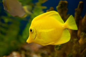 yellow, Fish