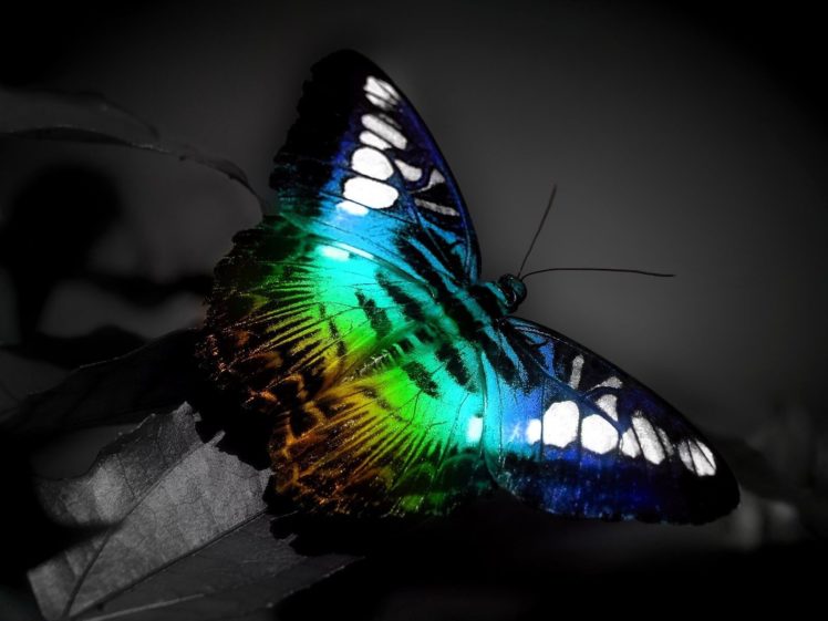 color, Butterfly HD Wallpaper Desktop Background
