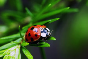 insects, Ladybirds