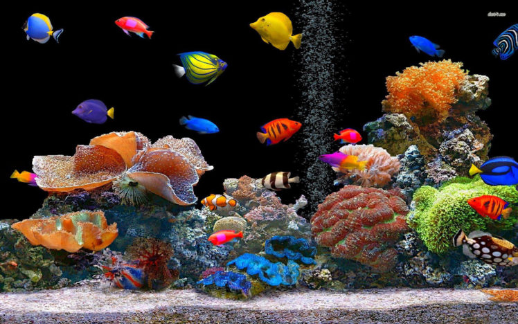 fish HD Wallpaper Desktop Background