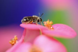 worker, Bee