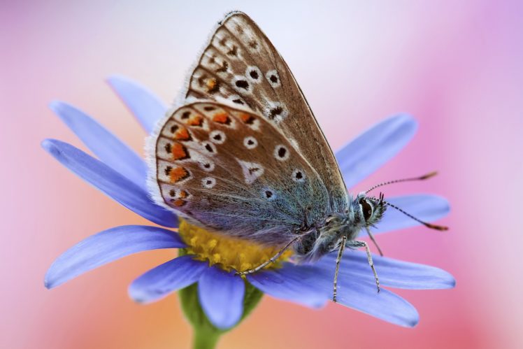butterflies, Closeup, Animals, Butterfly, Moth, Bokeh, Macro HD Wallpaper Desktop Background