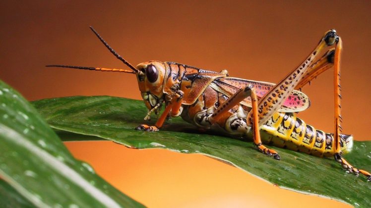 animals, Insects, Grasshopper HD Wallpaper Desktop Background