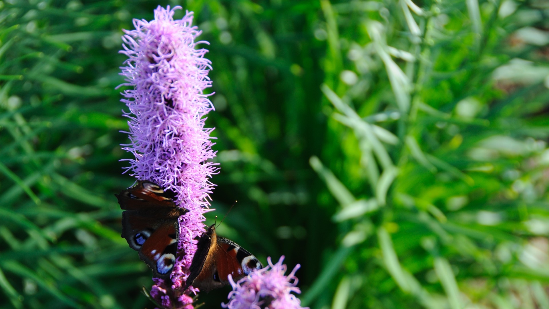 nature, Flowers, Plants, Butterflies Wallpaper