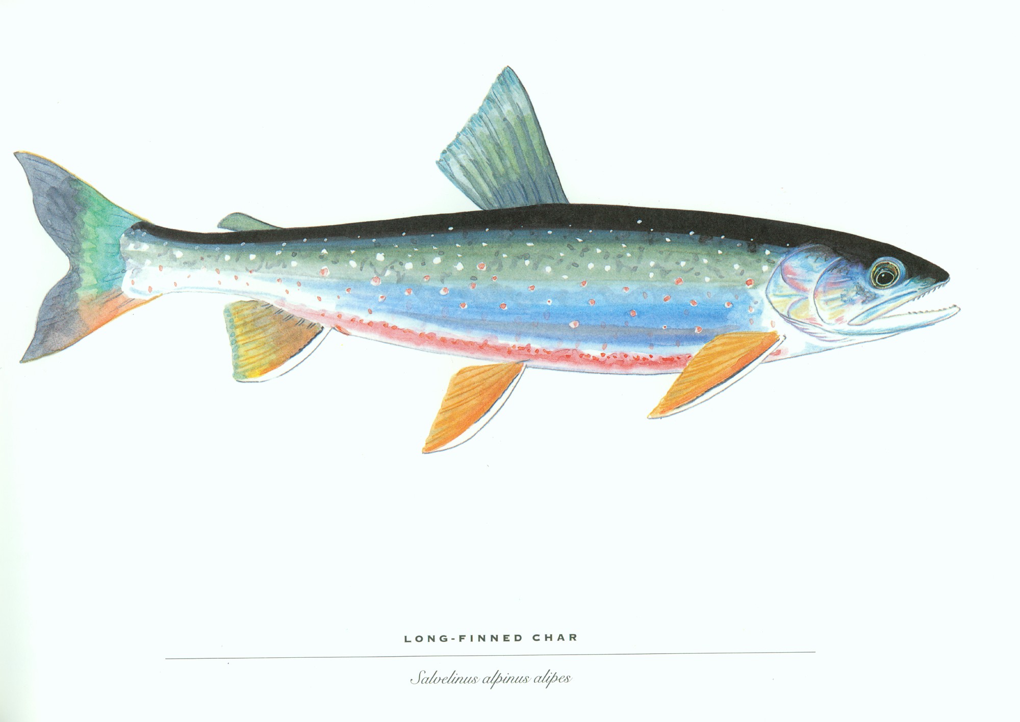 fish, Trout Wallpaper